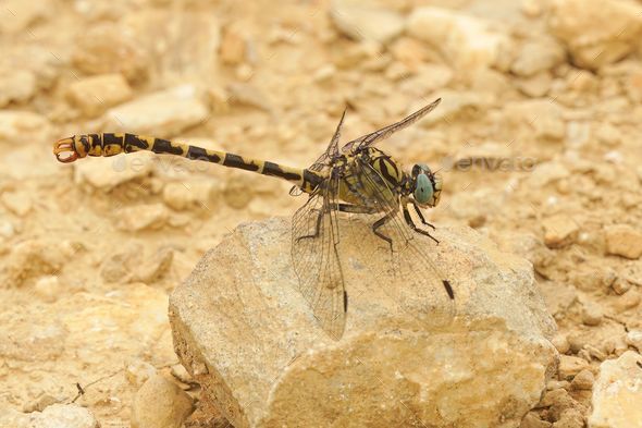 Closeup on a male the small pincertail or green-eyed hook-tailed dragonfly, Onychogomphus forcipatus - Stock Photo - Images