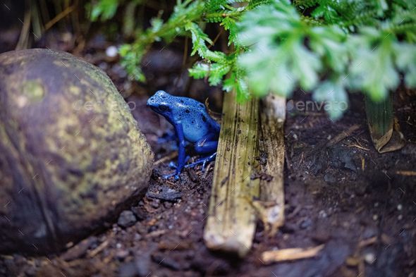 Blue poison dart frog, Dendrobates tinctorius azureus captured in a zoo - Stock Photo - Images