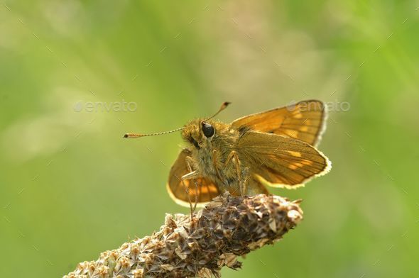 Closeup of a large skipper, Ochlodes sylvanus against the blurry green background. - Stock Photo - Images
