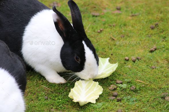 Closeup of a furry bunny, Dutch rabbit gnawing on cabbage leaves on green grass