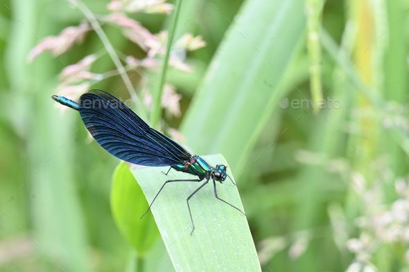Closeup of a Beautiful demoiselle, Calopteryx virgo damselfly on a green leaf - Stock Photo - Images