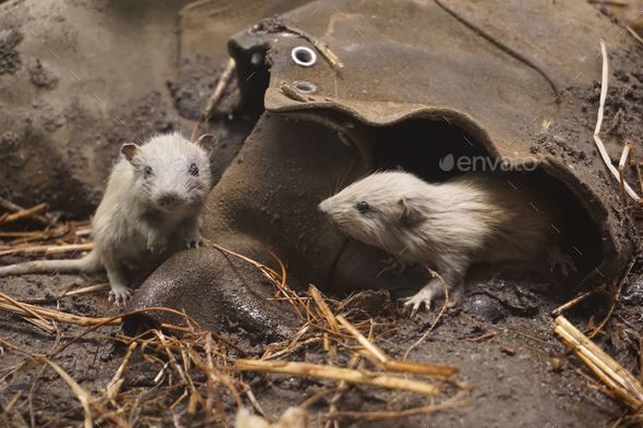 Closeup shot of 2 rats by an old muddy boot - Rattus