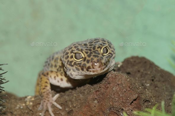 Closeup on the head of a common leopard gecko , Eublepharis macularius in a terrarium - Stock Photo - Images