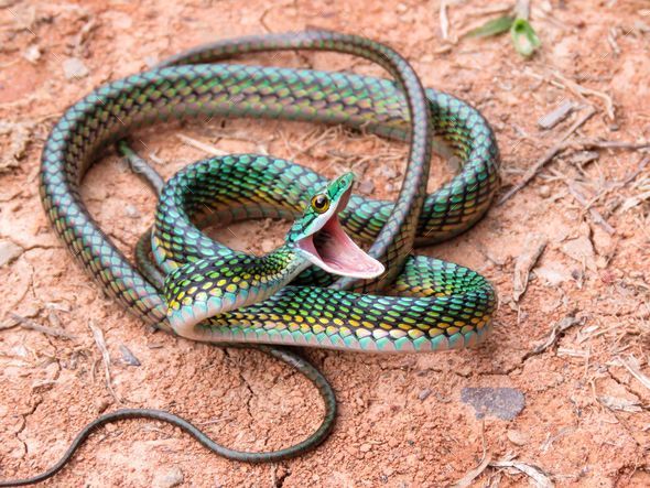 Green Mexican parrot snake (Leptophis mexicanus) with an open mouth on ...