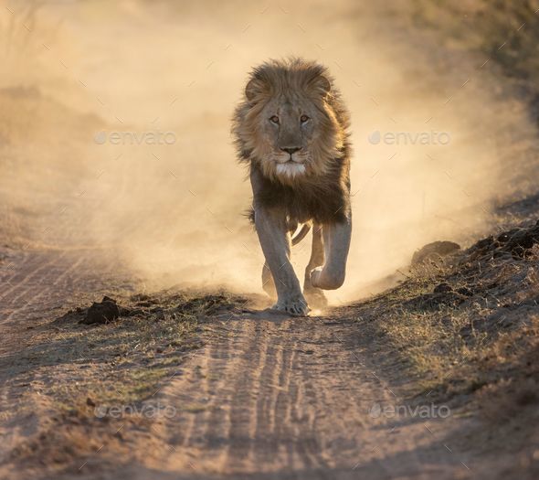 Beautiful male lion running and leaving dust behind