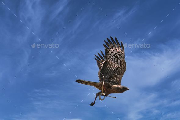 African marsh harrier, wetland harrier flying high in the blue sky with its wings wide open - Stock Photo - Images