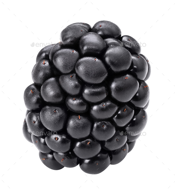 Blackberry isolated summer bramble berry sketch Vector Image
