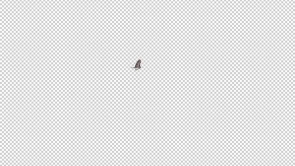 Sparrow Bird - Flying Around Screen - Transparent Loop - Alpha Channel