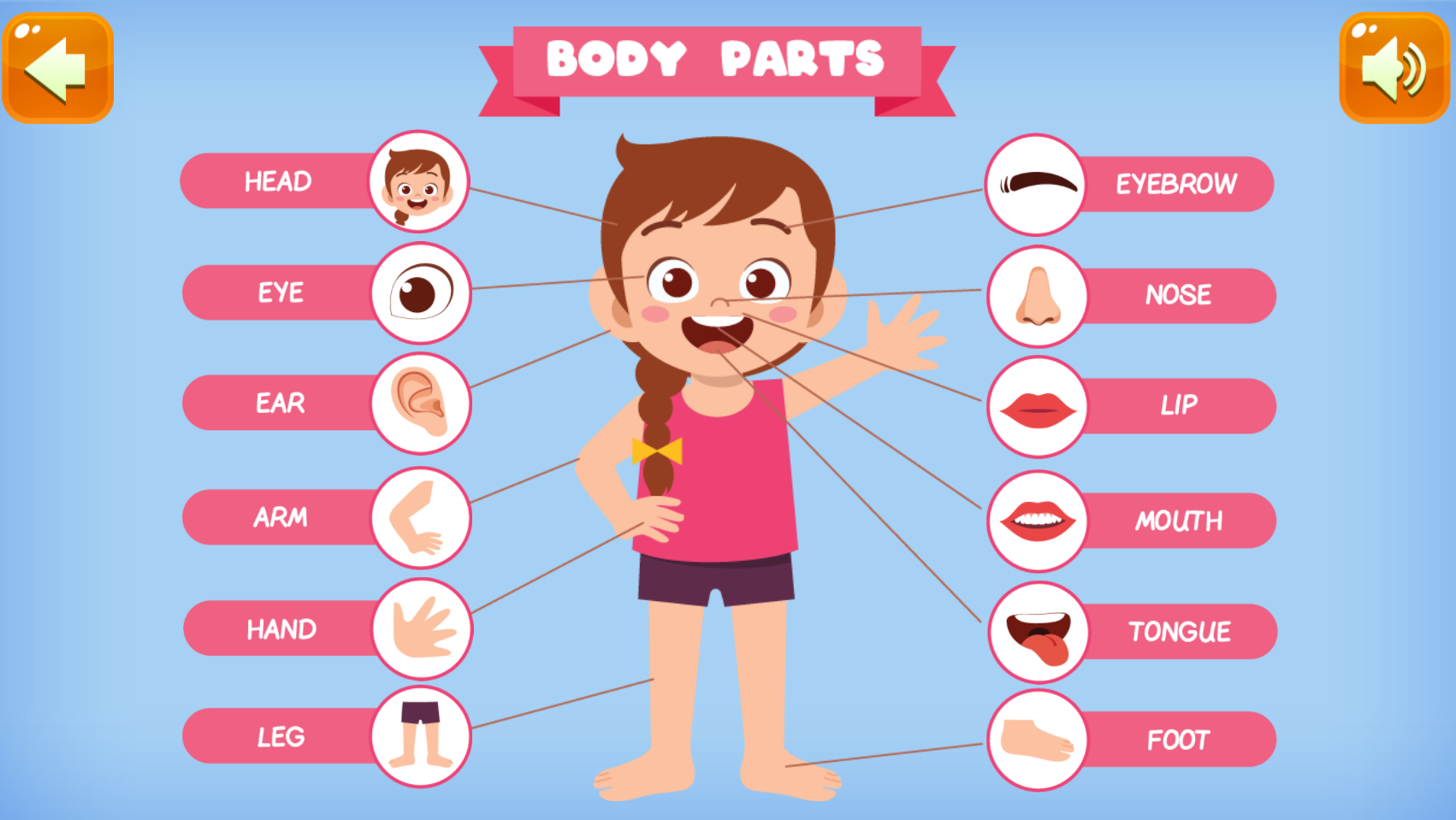 Kids Anatomy Game - Educational Game - HTML5, Construct 3 by naptechlabsltd