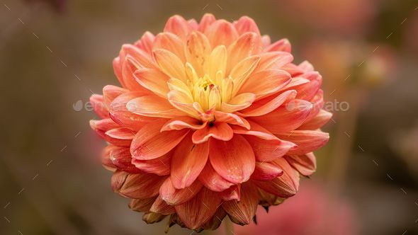 Close-up of vibrant Dahlia pinnata flower on a blurred background - Stock Photo - Images