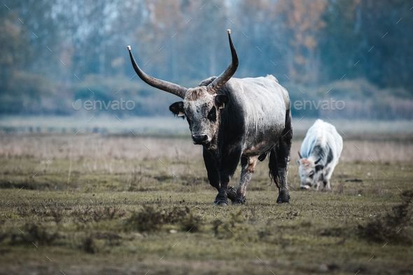 Beautiful Hungarian gray cow with big horns walking in the field - Stock Photo - Images