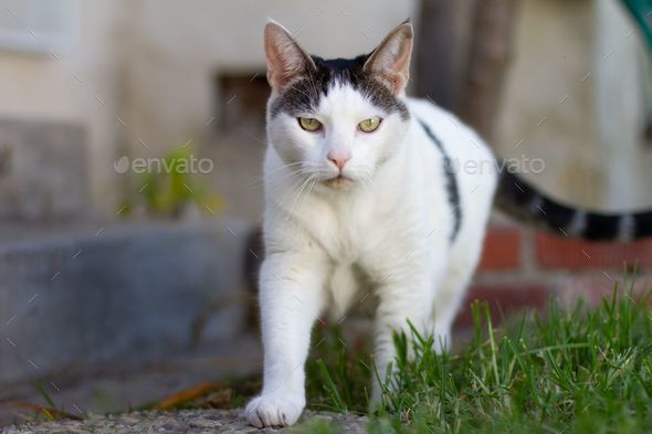 Angry face of a walking white and black Domestic short-haired cat on the  grass in blur background. Stock Photo by wirestock