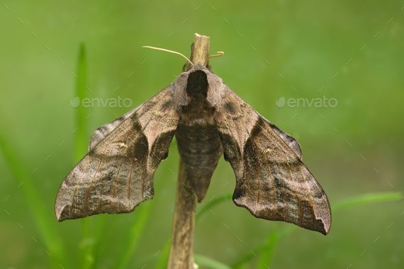 Closeup on the large eyed hawk-moth, Smerinthus ocellatus, with open wings - Stock Photo - Images