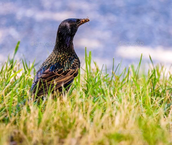 Close-up view of a Common starling bird from behind in the grass