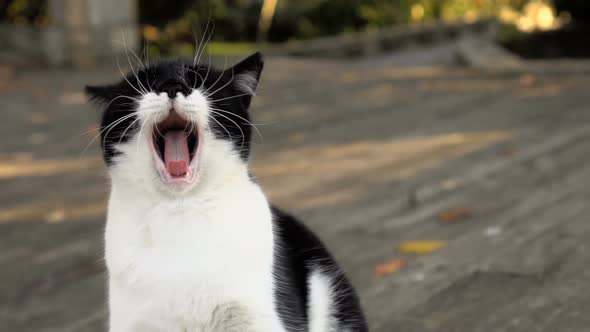 Black and white stray cat is yawning in a park on wooden floor in slow motion