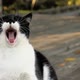 Black and white stray cat is yawning in a park on wooden floor in slow motion - VideoHive Item for Sale