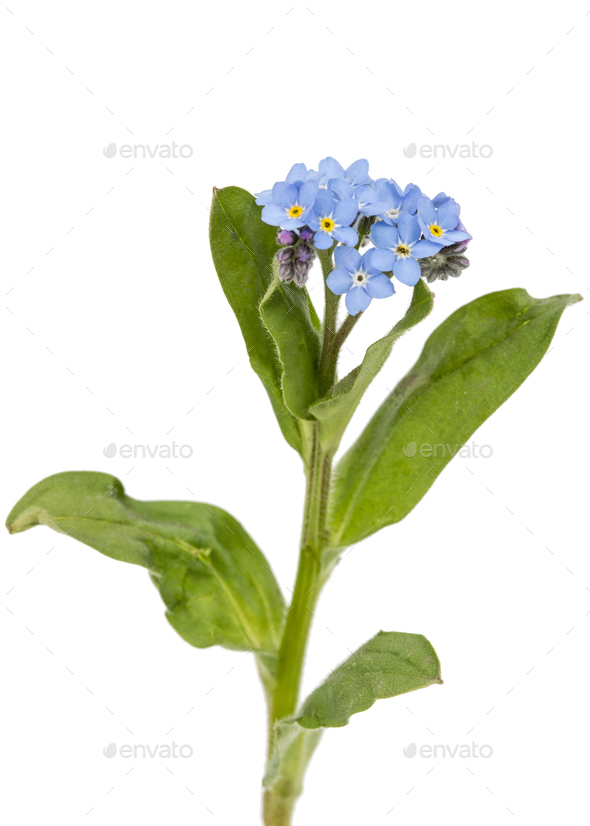 Light blue flowers of (Myosotis arvensis), isolated on