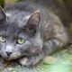 Curious grey cat, outdoor portrait - PhotoDune Item for Sale