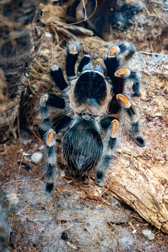 Spider Brachypelma hamorii. Mexican Red Knee. Tarantula smithi - Stock Photo - Images