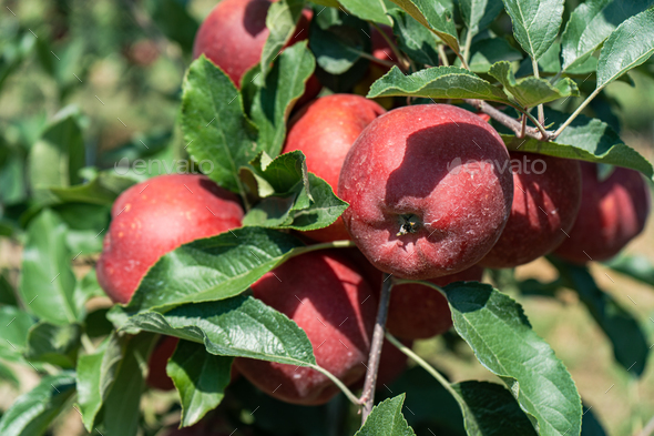 Fresh organic apples, ripe and green, harvested from the orchard