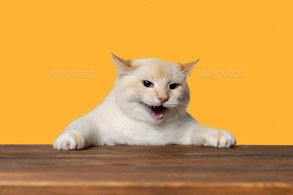 A big cat holds on to the surface of the table with its paws and screams, yellow background