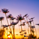 Flowers in the background of the sunset sky. Blooming flowers in summer time. - PhotoDune Item for Sale