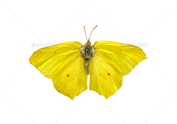 Butterfly Gonepteryx rhamni isolated on a white background. - Stock Photo - Images