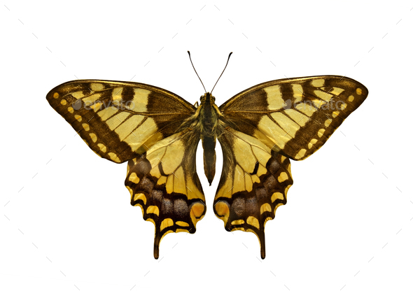 Old world Swallowtail Butterfly (Papilio Machaon), isolated on white.