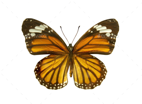 Orange Monarch Butterfly (Danaus plexippus) isolated on white background. Object with clipping path.