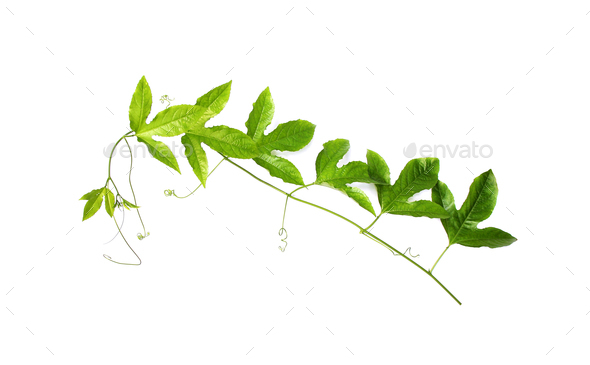 green leaf twisted climbing plant isolated on white background