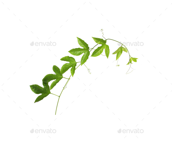 green leaf twisted climbing plant isolated on white background