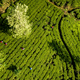 Aerial view of hills with tea plantation in Sri Lanka. - PhotoDune Item for Sale