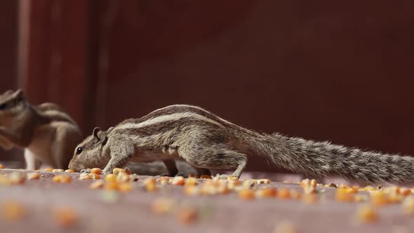 Indian Palm Squirrel or Threestriped Palm Squirrel Funambulus Palmarum alt