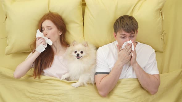 Couple Sneezes and Blows Nose Into Napkin While Lying on Bed with Dog Domestic Animal