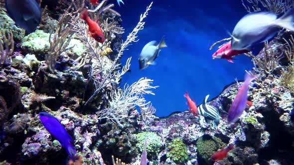 Small exotic ocean fish various type swimming among natural coral reef.