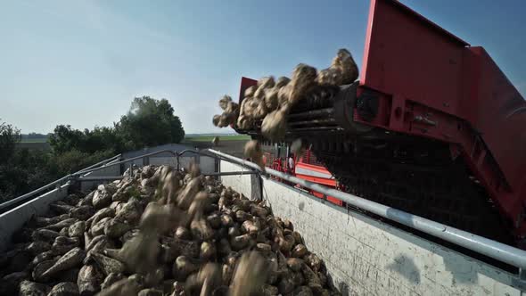 Harvester Putting Beets on Trailer Slow Motion
