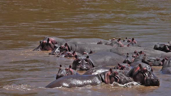 980440 Hippopotamus, hippopotamus amphibius, Group standing in River, Masai Mara park in Kenya, slow alt