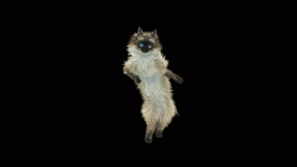Cat Dancing 4K alt