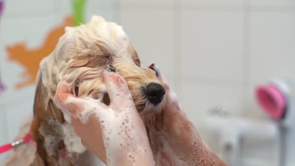 Closeup of Female Groomer Washing Face of Curly Labradoodle Dog with Shampoo in Bathtub at Grooming alt
