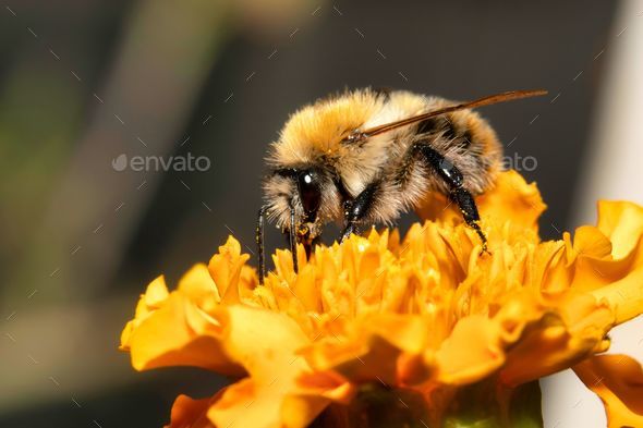 Closeup of a common carder bee (Bombus pascuorum) on a yellow flower - Stock Photo - Images