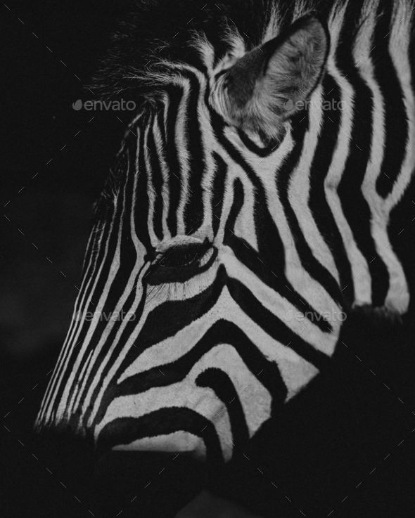 Grayscale closeup of a beautiful zebra grazing under dim lighting in a zoo