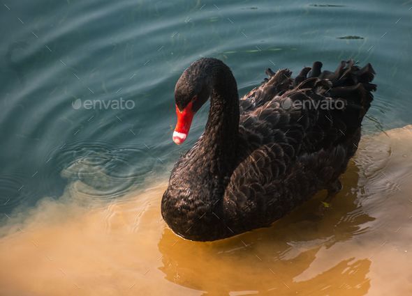Selective of black swan (Cygnus atratus) in a lake - Stock Photo - Images