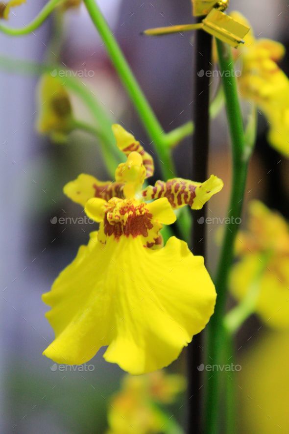 The close-up of yellow Oncidium flexuosum, dancing-lady Orchid - Stock Photo - Images