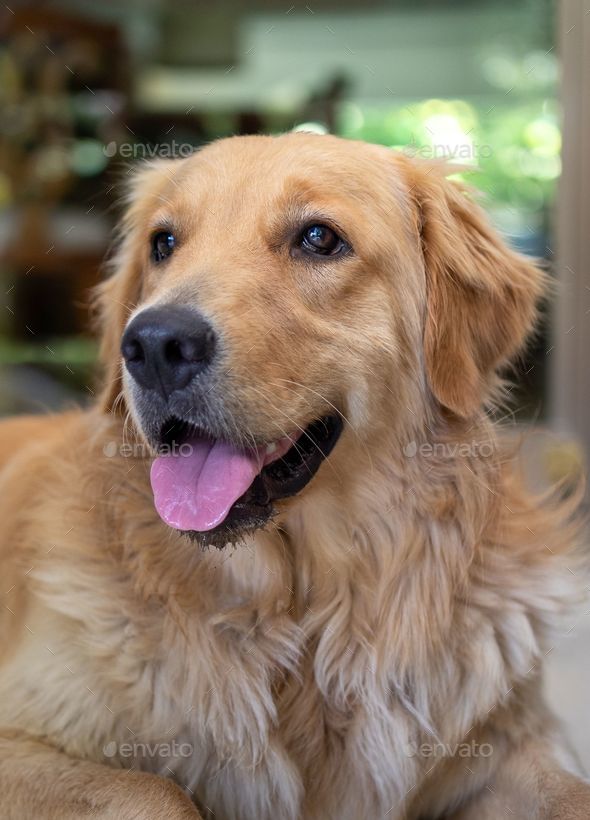 Fluffy store golden retriever