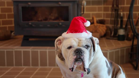 Bulldog Ready For Christmas alt