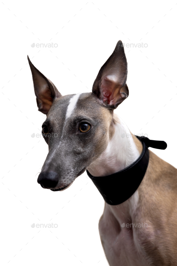 Collar whippet best sale