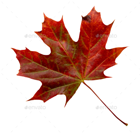 Red Maple Leaf Isolated on White Background with clipping path