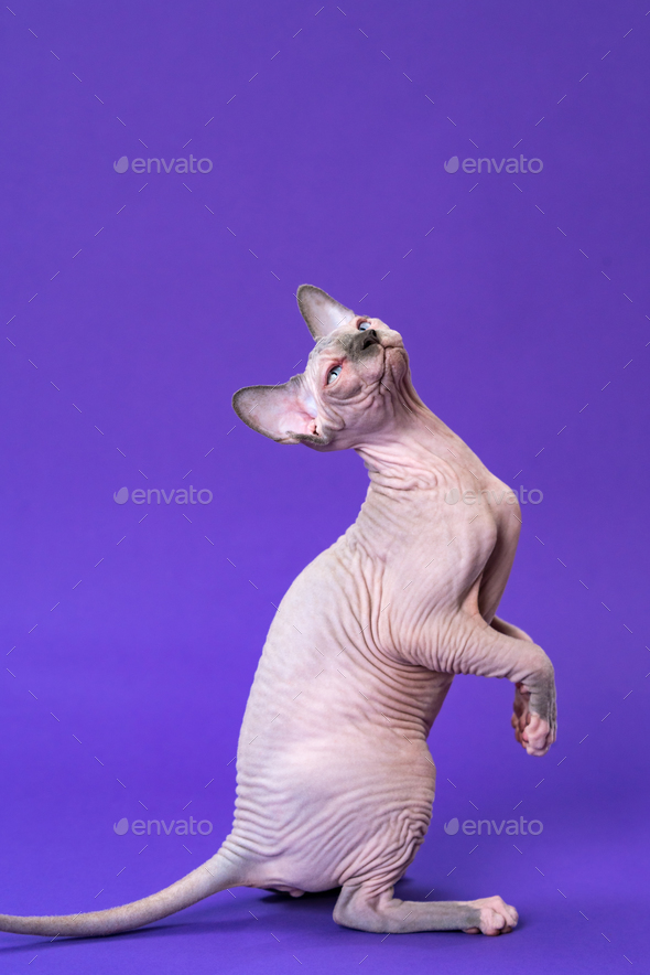 Sphynx Hairless Cat of color blue mink and white sitting on rear paws and tail on violet background