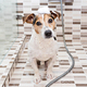 Cute wet dog puppy Jack Russell terrier with foam on head under shower. Grooming dogs - PhotoDune Item for Sale