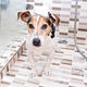 Cute wet dog puppy Jack Russell terrier with foam on head under shower. Concept of caring for pets - PhotoDune Item for Sale